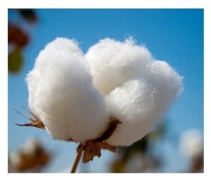 el algodón